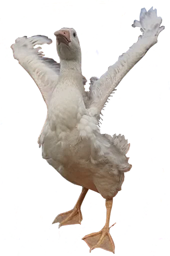 Telegram stiker «bird memes by loromoin» ☀️