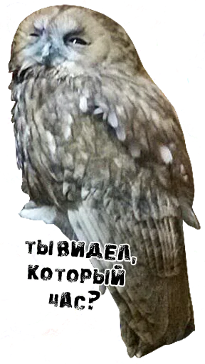 Стикер Telegram «bird memes by loromoin» 🌑
