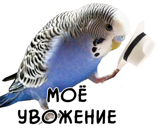 Стикер Telegram «bird memes by loromoin» 🎩