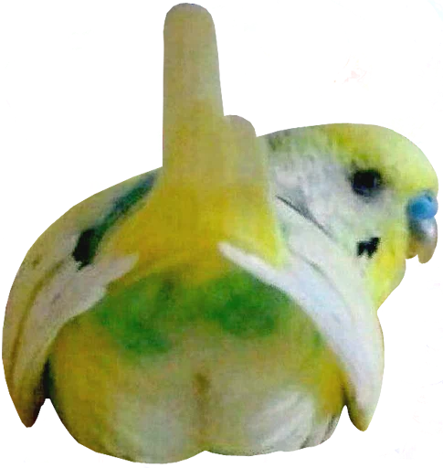 bird memes by loromoin emoji ☺️