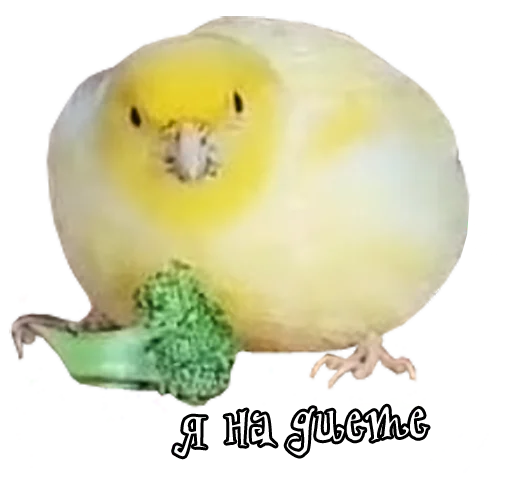 bird memes by loromoin stiker 🥦