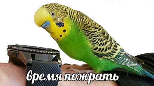 Стикер Telegram «bird memes by loromoin» 🍴