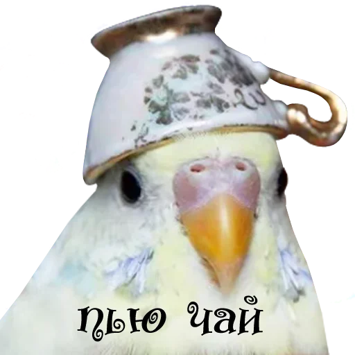 Стикер Telegram «bird memes by loromoin» ☕️