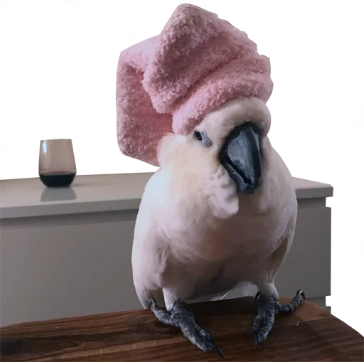 bird memes by loromoin emoji 🍷