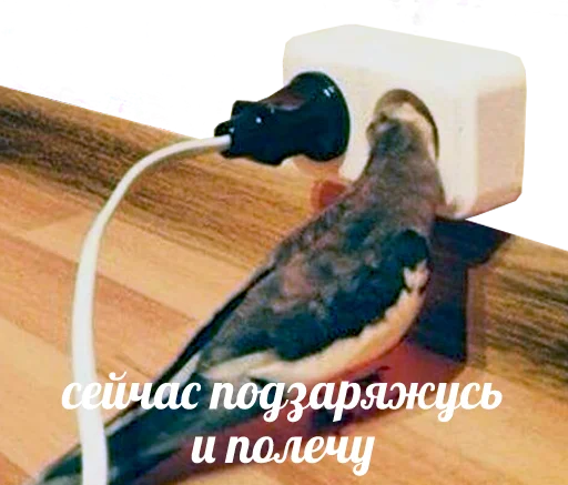 Стикер Telegram «bird memes by loromoin» 🔌
