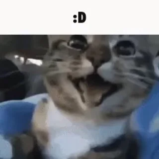 Стикер Cats memes 😄