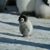 Емодзі телеграм Пингвины