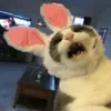 Эмодзи Telegram «Cat memes» 😄