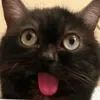 Telegram emoji «Cat memes» 😄