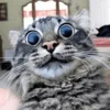 Эмодзи Telegram «Cat memes» 😄