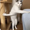 Эмодзи Cat memes 😄