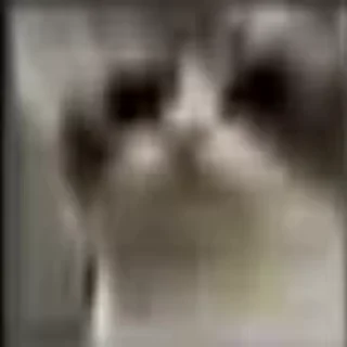 Mad Cat Video emoji 🐈