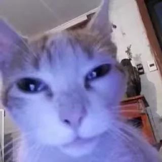 Эмодзи Mad Cat Video 🐈