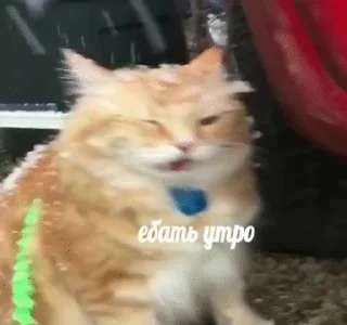 Стікер Mad Cat Video 🐈