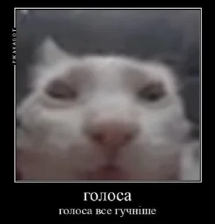 Mad Cat Video sticker 🐈