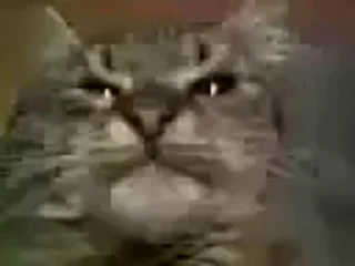 Стікер Mad Cat Video 🐈