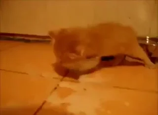 Эмодзи Mad Cat Video 🐈