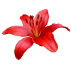 Manjusaka (spiderlily)🍷 emoji 🪷