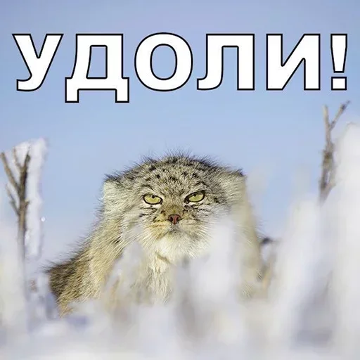 Емодзі Manul 😡