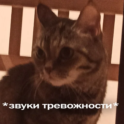 Telegram Sticker «Кошки» 😨