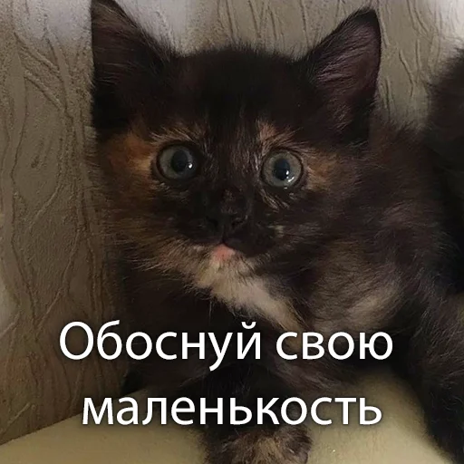 Telegram Sticker «Кошки» 🧐