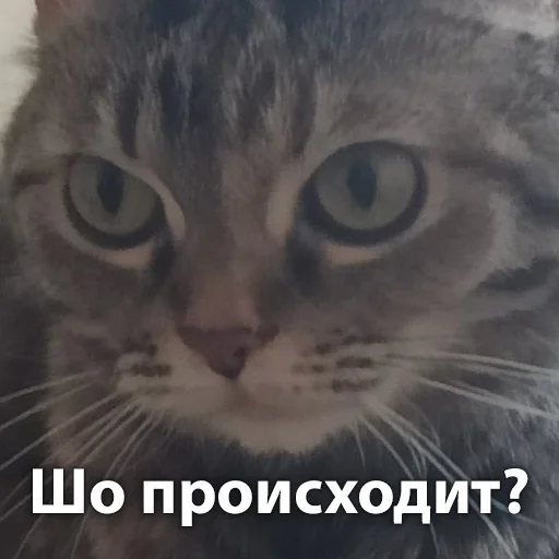 Стікер Telegram «Кошки» 🤨
