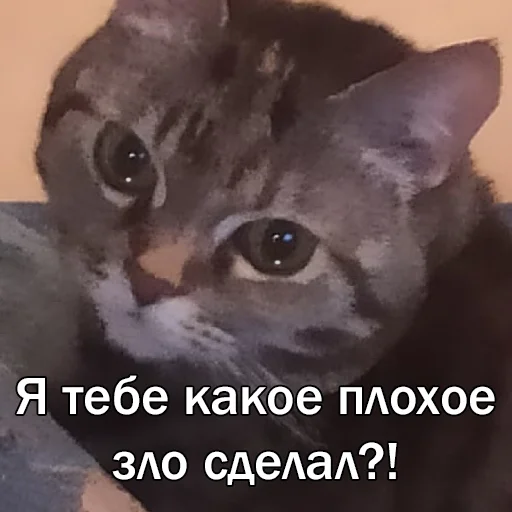 Стікер Telegram «Кошки» 😢