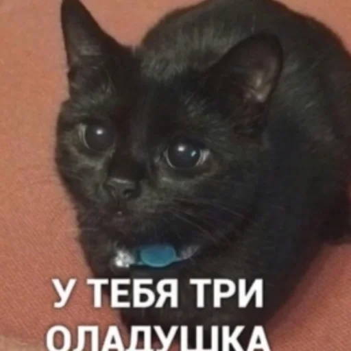Стікер Telegram «котики | cats» 🥲