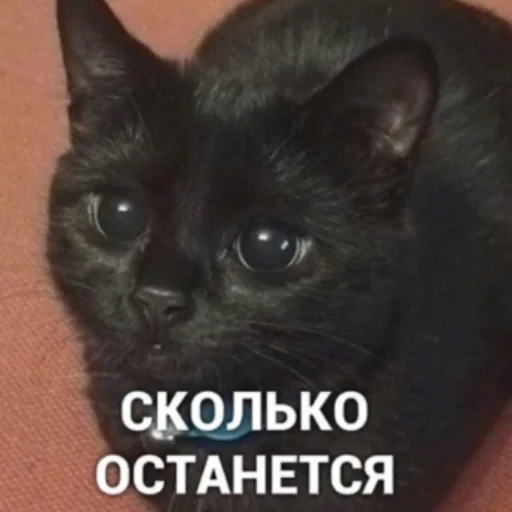 Telegram stiker «котики | cats» 🥲