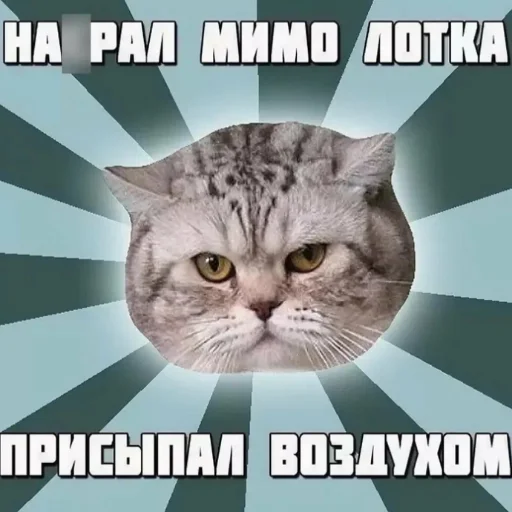 Стікер Telegram «котики | cats» 😼
