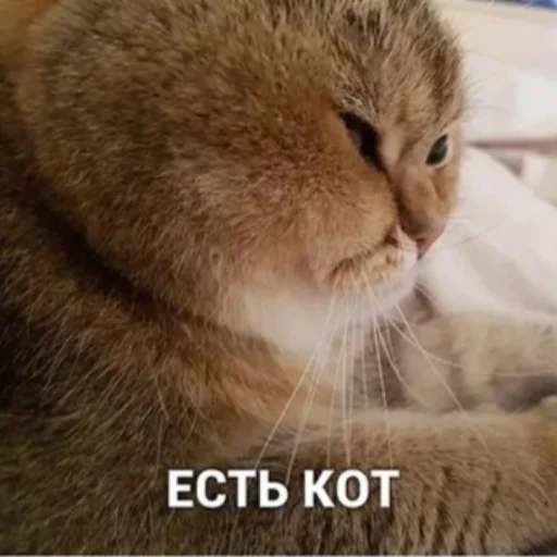 Стікер Telegram «котики | cats» 🐱