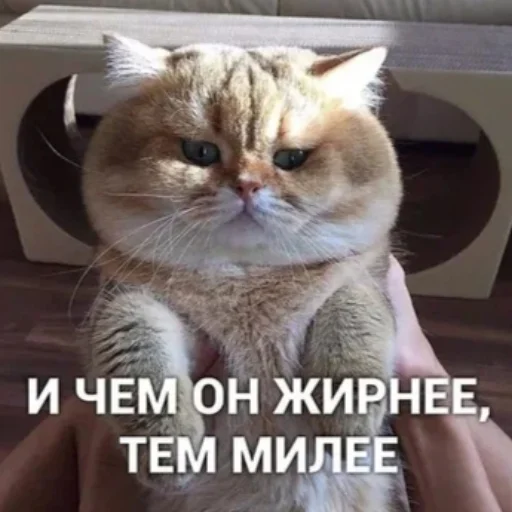 Стікер Telegram «котики | cats» 🐱
