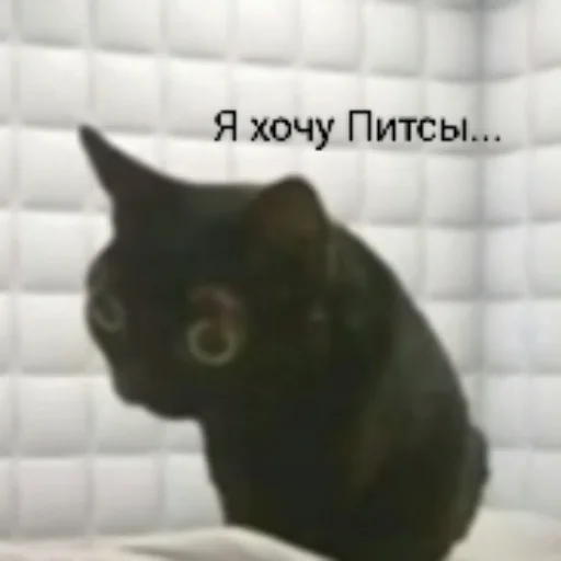 Telegram Sticker «котики | cats» 🍕