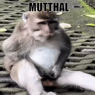 Стікер Memes 2 🐒