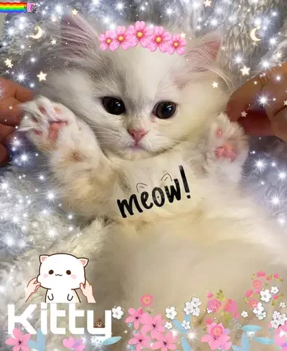 Telegram Sticker «MeowBots 2» 🌸