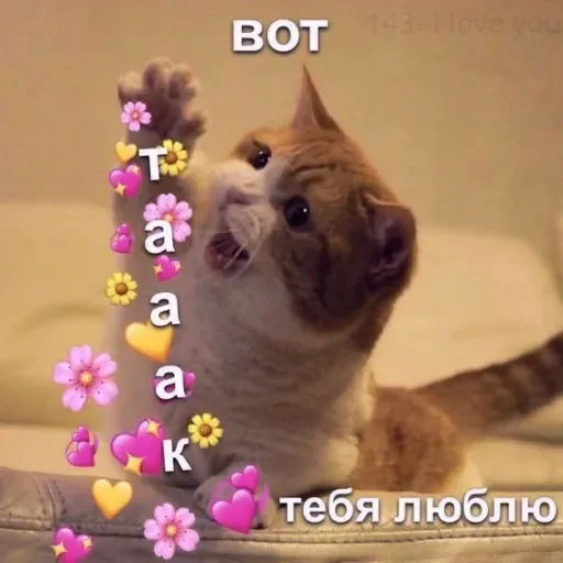 Стикер Telegram «Милые Котики» ❤️