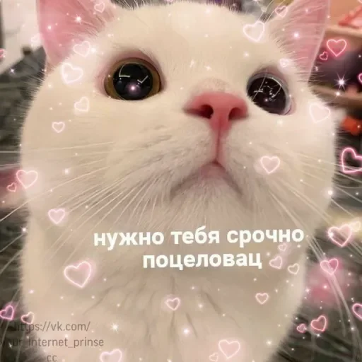 Telegram Sticker «Милые Котики» ❤️