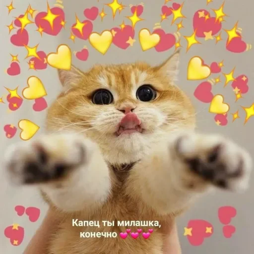 Милые Котики  sticker ❤️