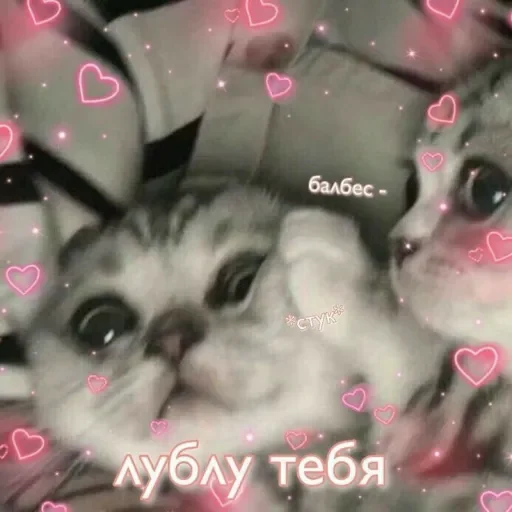 Telegram Sticker «Милые Котики » ❤️