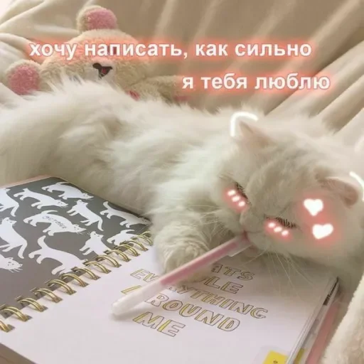 Стікер Telegram «Милые Котики» ❤️