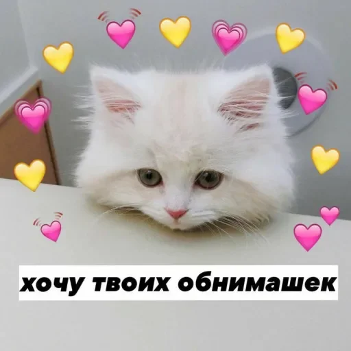 Telegram stiker «Милые Котики » ❤️
