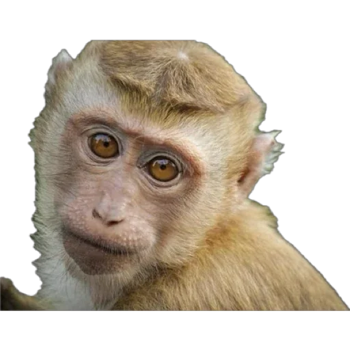 Эмодзи Monkey пон 😛