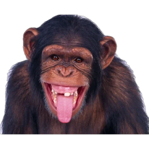 Telegram Sticker «Monkey пон» 🤪