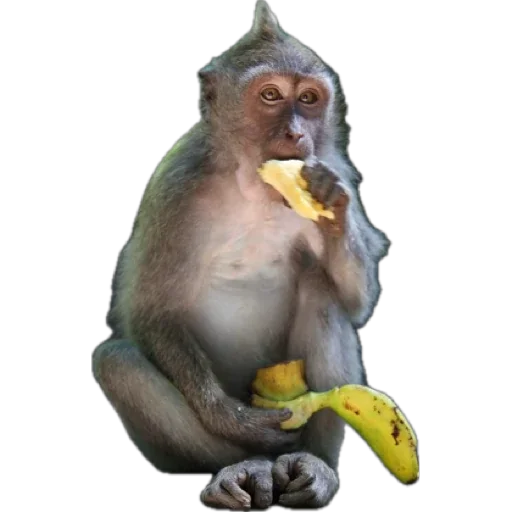 Telegram Sticker «Monkey пон» 🍌