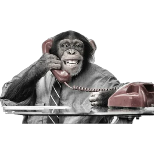 Стікер Telegram «Monkey пон» 📞