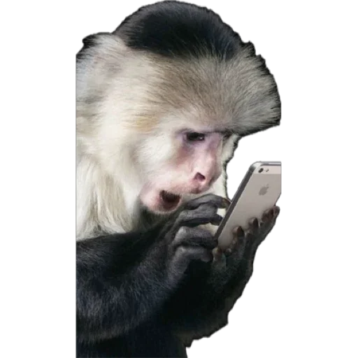 Стікер Telegram «Monkey пон» 📲