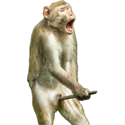 Telegram Sticker «Monkey пон» 😣