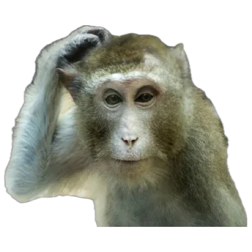 Telegram stiker «Monkey пон» 🤔