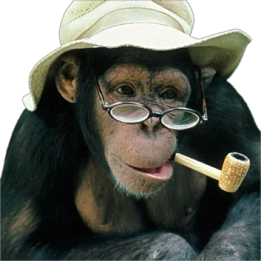 Стікер Telegram «Monkey пон» 😎