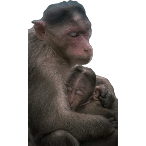 Эмодзи Monkey пон 🫂